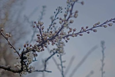 Close-up of cherry blossom during winter