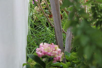 Close-up of pink flowering plants in yard