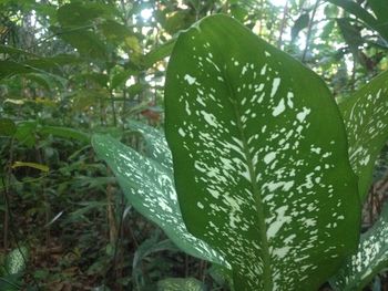 Close-up of fresh green plants in water