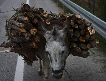 Close-up of animal