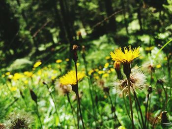 Close-up of yellow flowers