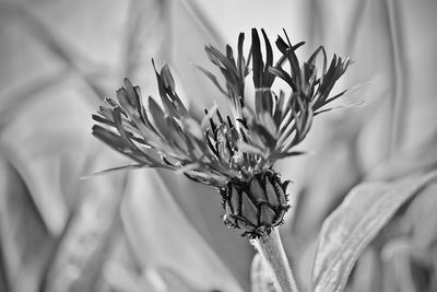 Close-up of flowering plant