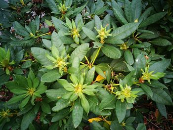Close-up of green leaves