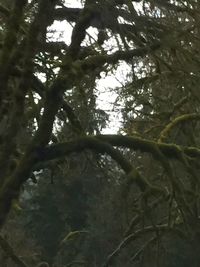 Low angle view of trees against sky
