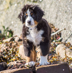 Portrait of dog standing outdoors