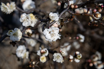 Close-up of white cherry blossom tree