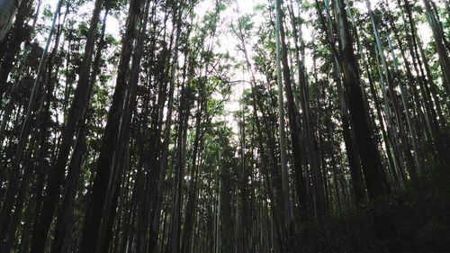 Low angle view of bamboo trees in forest