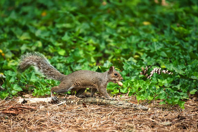 Side view of squirrel on field