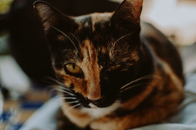 Close-up portrait of a cat