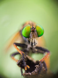 Close-up of insect on flower