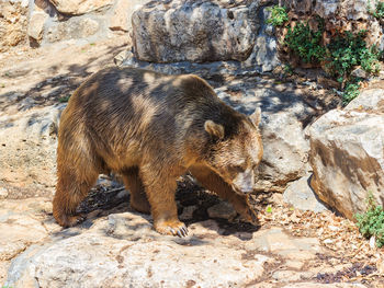 Side view of syrian brown bear walking on rocks