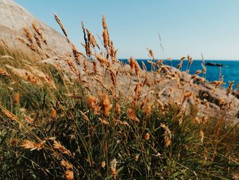 Close-up of grass on beach against clear sky