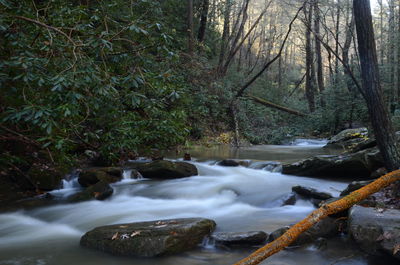 Stream flowing in forest