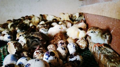 Close-up of pigeons on floor