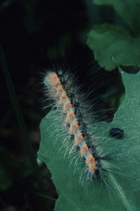 Close-up of insect on leaf