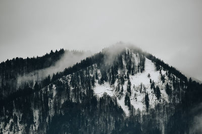 Panoramic view of pine trees against sky during winter