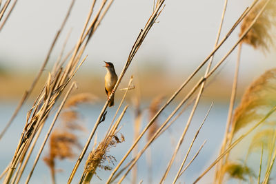 Close-up of bird perching on grass