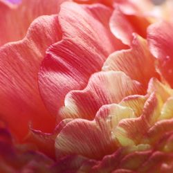 Full frame shot of red flower