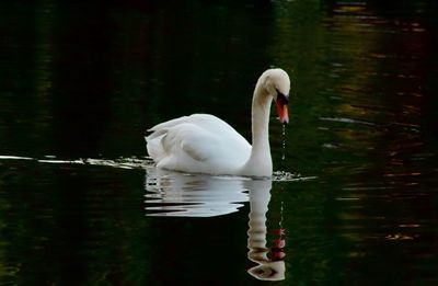 White swan in water