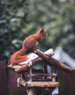 Squirrel sitting on a bird house