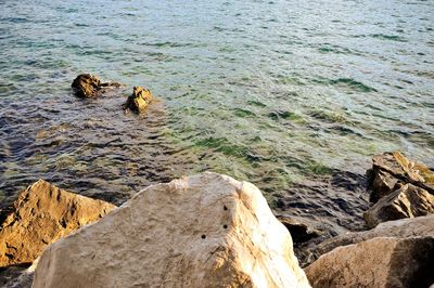 High angle view of sea lion on rock