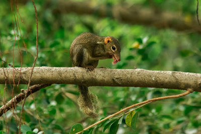 Close-up of squirrel on branch