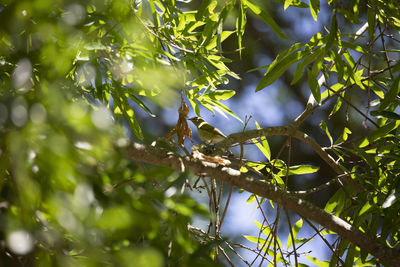 Low angle view of tree leaves