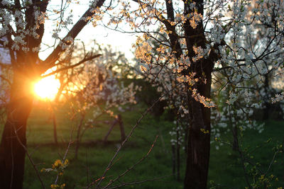 Close-up of tree during sunset