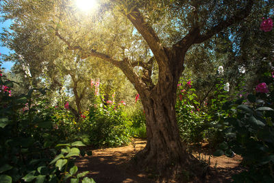 Trees in park