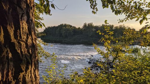 Scenic view of river in forest against sky