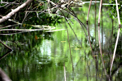 Scenic view of lake in forest