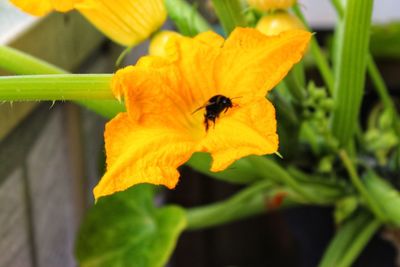 Close-up of bee pollinating on flower