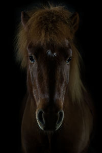 Brown horse against black background