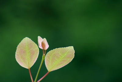 Close-up of plant