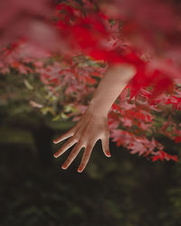 Close-up of woman hand on red flowering plant