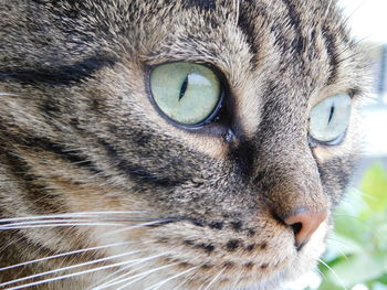 Close-up portrait of a cat