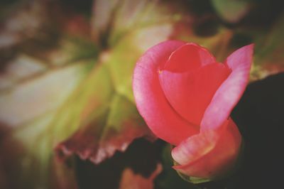 Close-up of pink rose