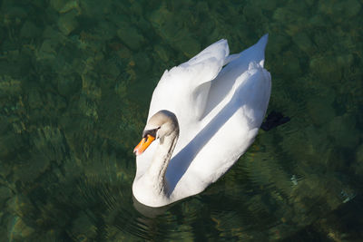 High angle view of swan floating on lake