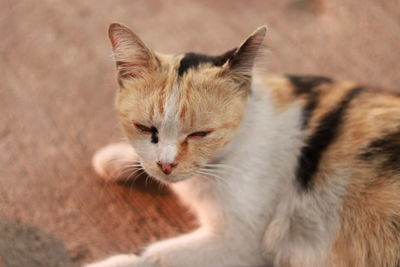 Close-up of cat looking away