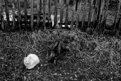 High angle view of an animal on field