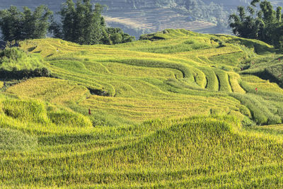 Rice terraces ripen a beautiful yellow color