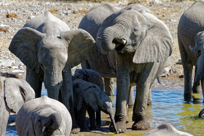 View of elephant drinking water