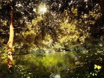 Sunlight streaming through trees in lake