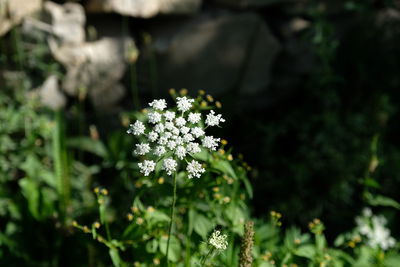 Close-up of white flowering plant