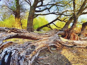 Close-up of tree roots in forest