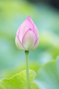 Close-up of pink flowers