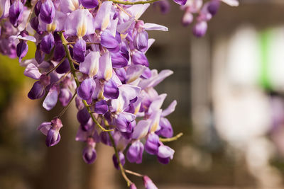 Close-up of purple flowering plant