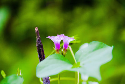 Close-up of purple flowering plant