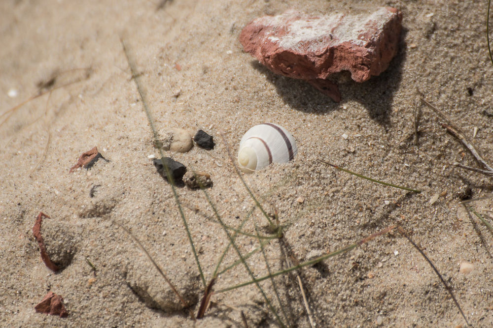 HIGH ANGLE VIEW OF A SHELL ON SAND