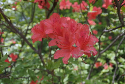 Close-up of pink rose flower